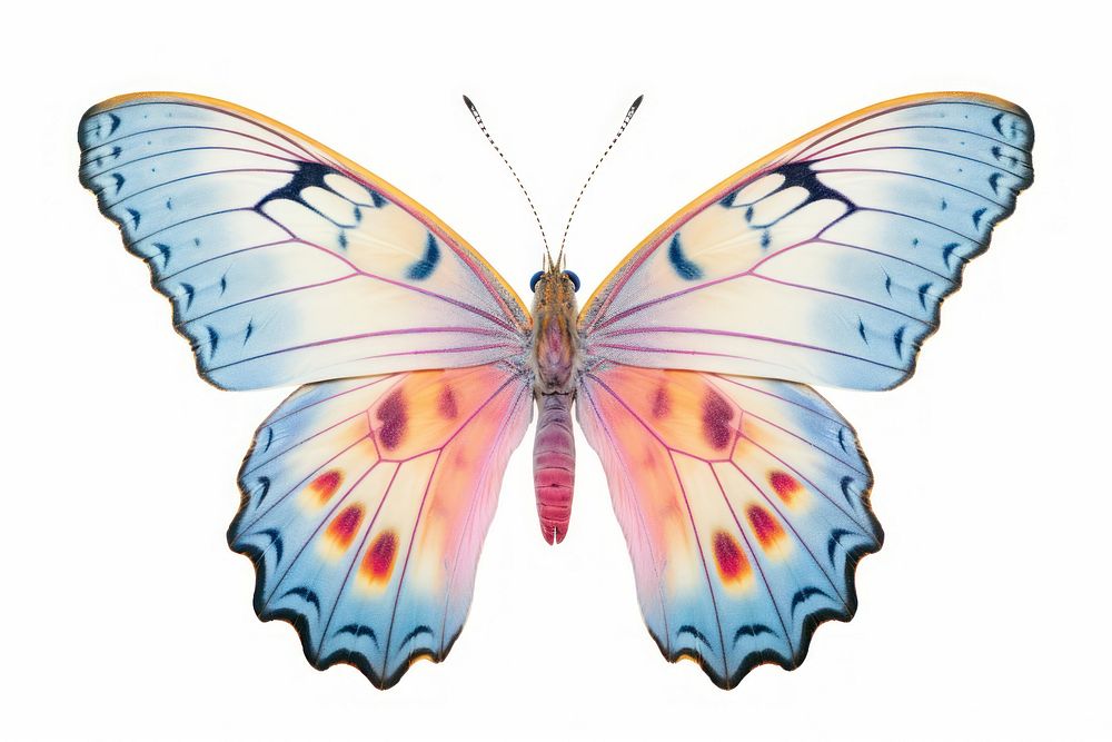 Butterfly animal insect moth. AI generated Image by rawpixel.
