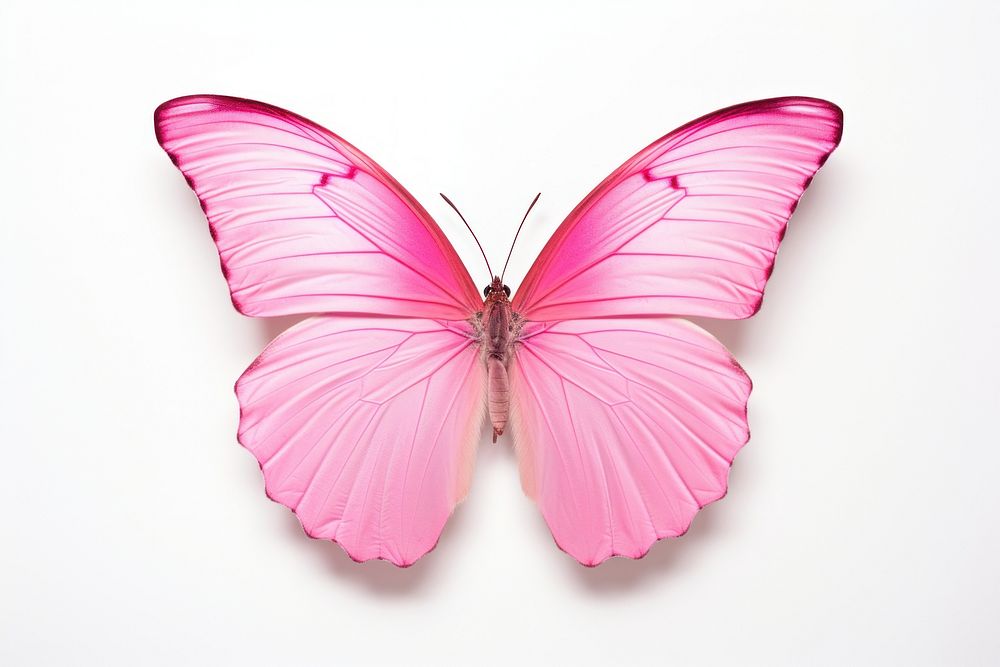 Pink butterfly animal insect petal. AI generated Image by rawpixel.