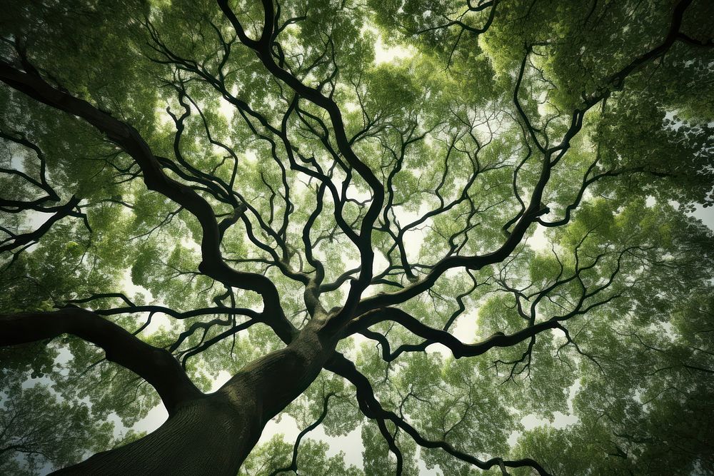 Tree canopy outdoors woodland nature. AI generated Image by rawpixel.