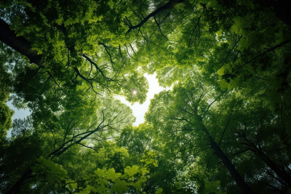 Tree in a green forest sunlight outdoors woodland. AI generated Image by rawpixel.