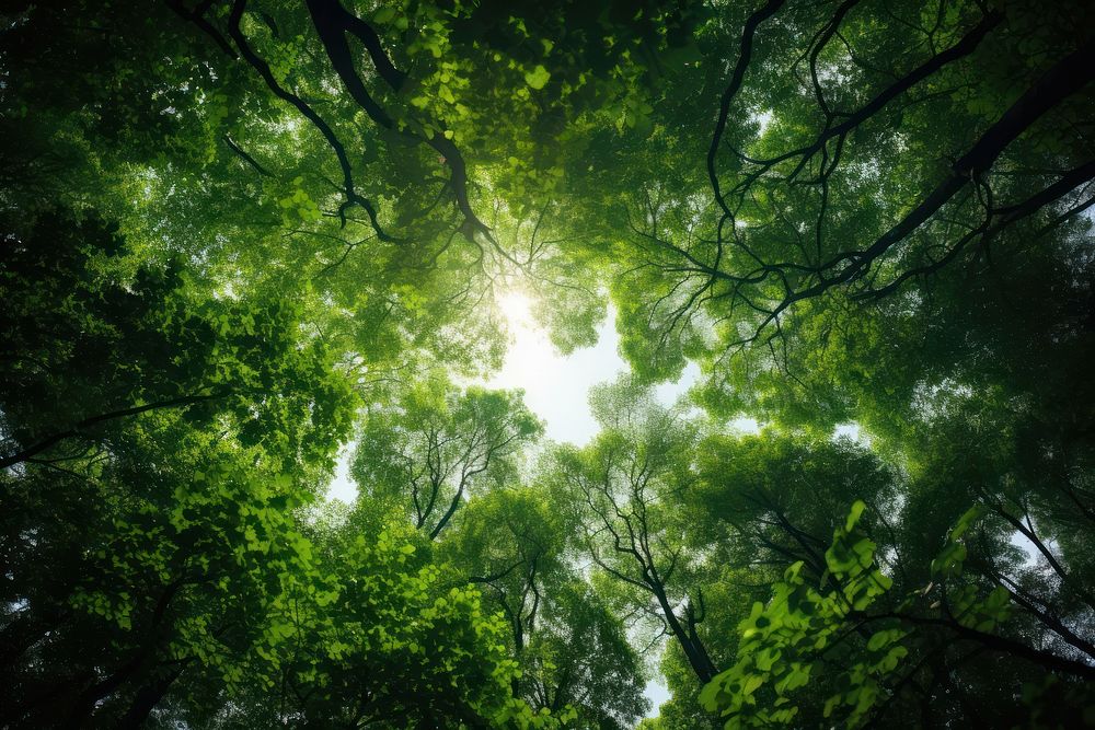 Tree in a green forest vegetation sunlight outdoors. AI generated Image by rawpixel.