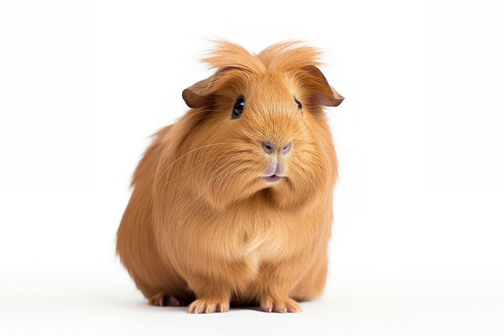 Guinea pig hamster mammal animal. AI generated Image by rawpixel.