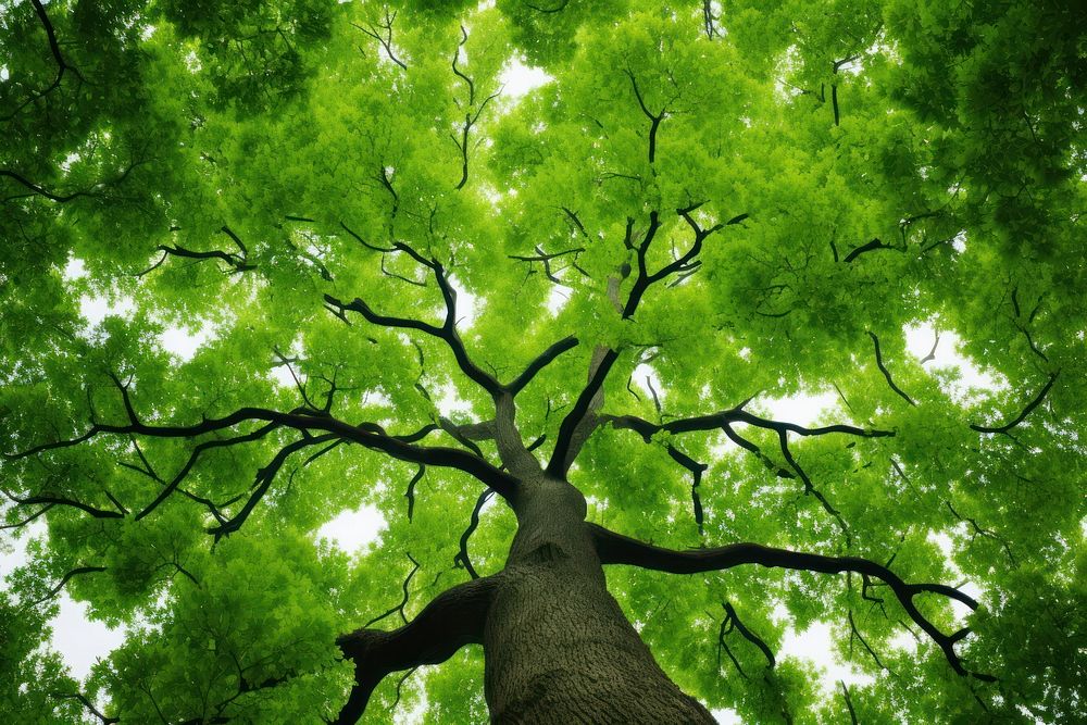 Tree canopy green outdoors nature. AI generated Image by rawpixel.