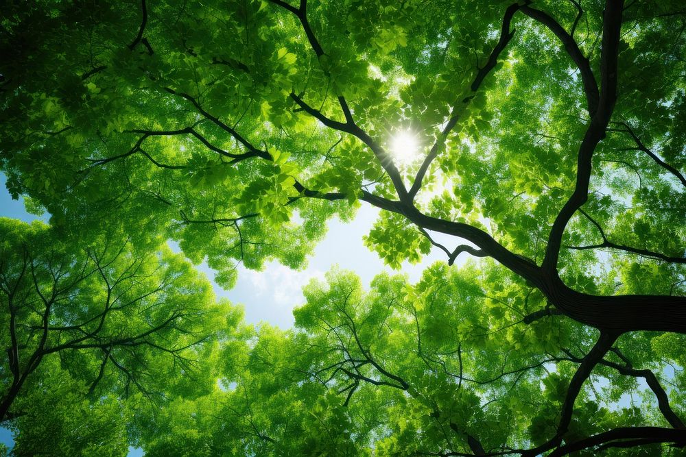 Tree canopy green sunlight outdoors. AI generated Image by rawpixel.