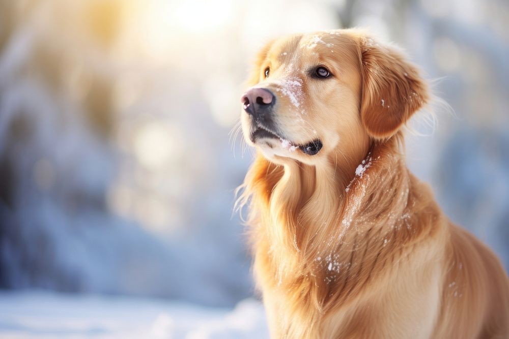 Golden retriever mammal animal snow. AI generated Image by rawpixel.