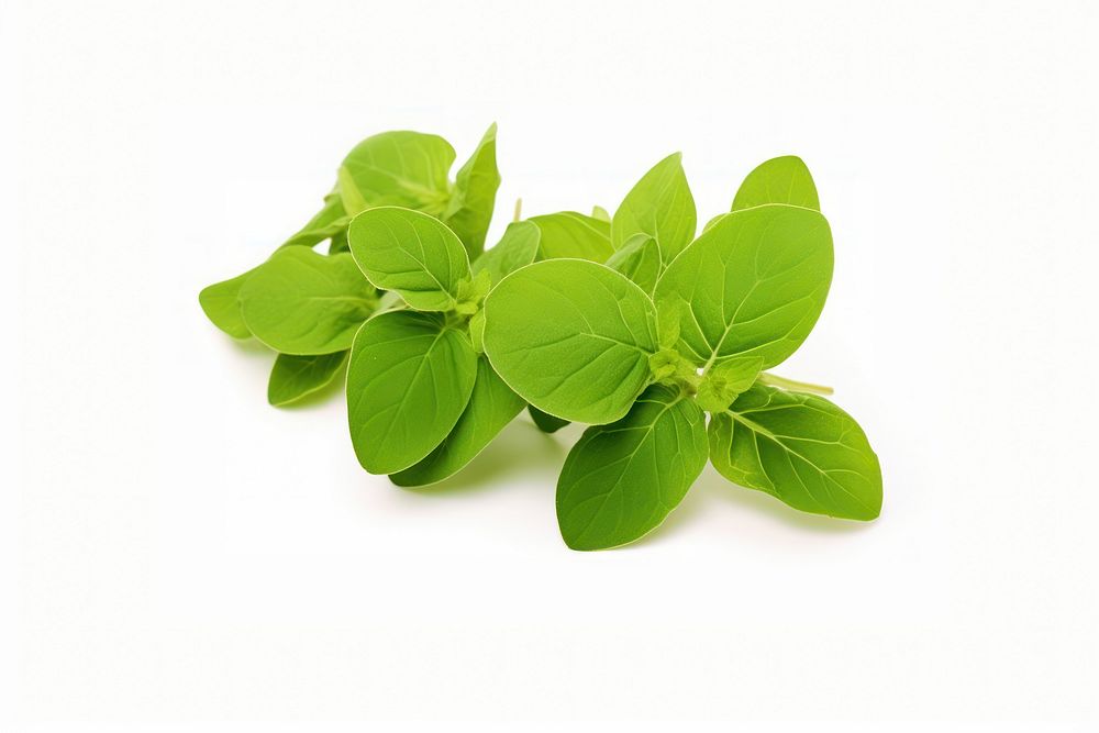 Herb herbs plant leaf. AI generated Image by rawpixel.