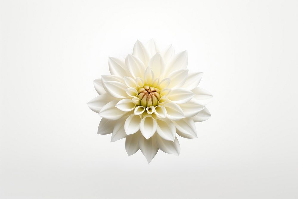 White dahlia flower petal plant white background. AI generated Image by rawpixel.