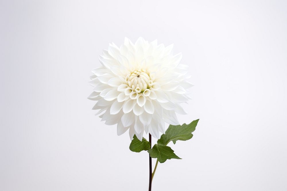 White dahlia flower blossom petal plant. AI generated Image by rawpixel.