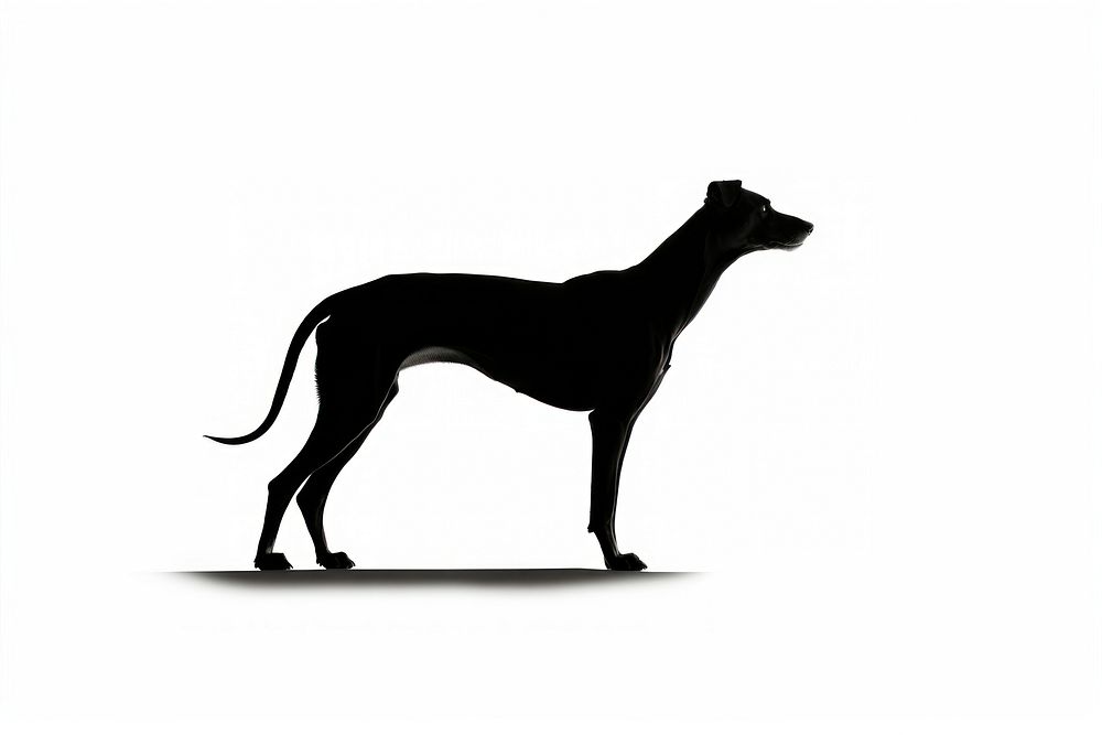 Greyhound silhouette dog animal. AI generated Image by rawpixel.