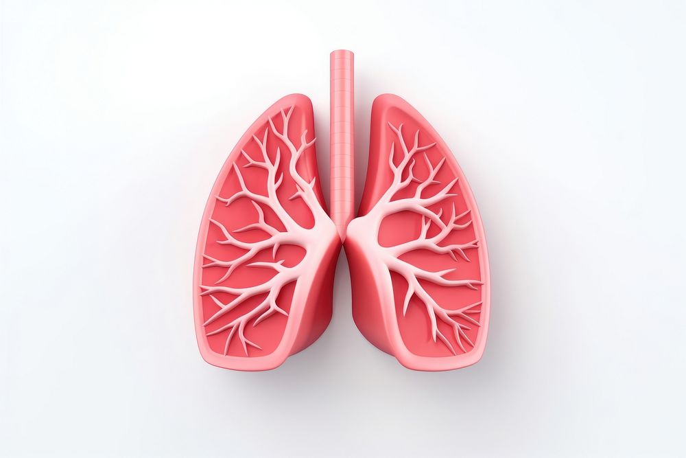 Lungs heart white background antioxidant. AI generated Image by rawpixel.