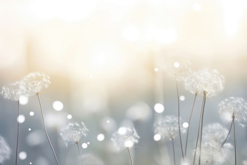 White backgrounds dandelion outdoors. AI generated Image by rawpixel.