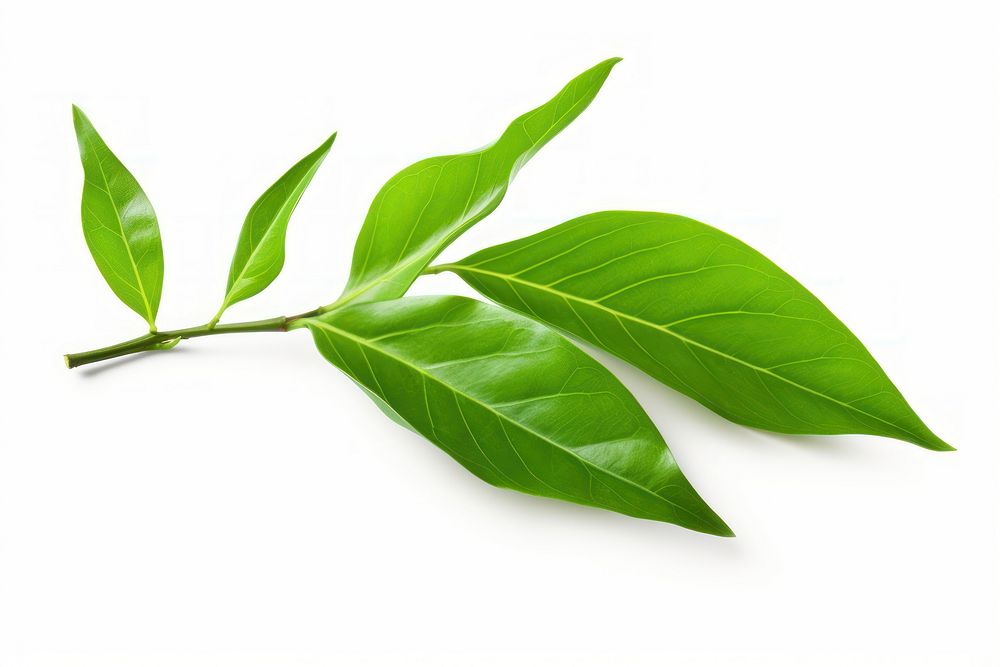 Green tea leaves plant herbs leaf. AI generated Image by rawpixel.