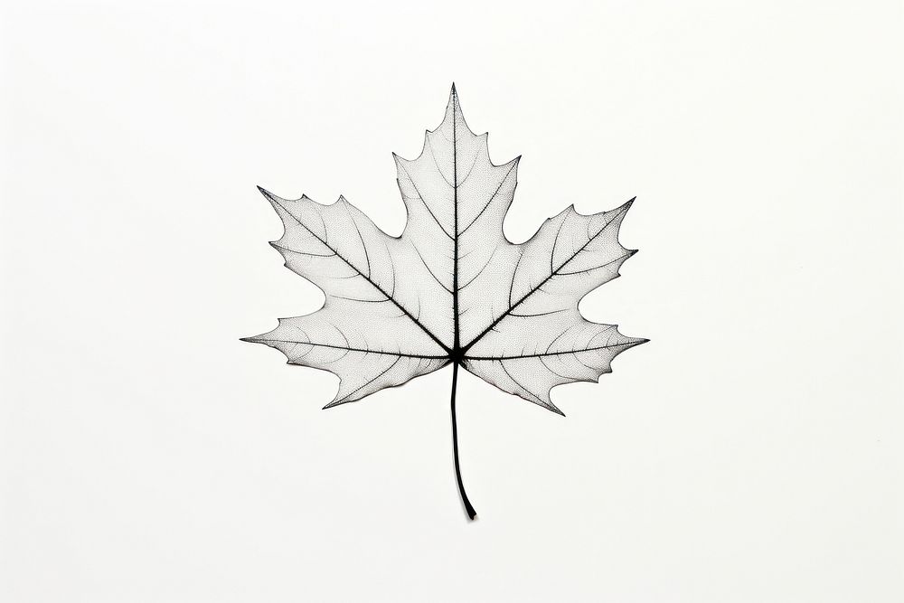 Maple leaf plant tree line. AI generated Image by rawpixel.