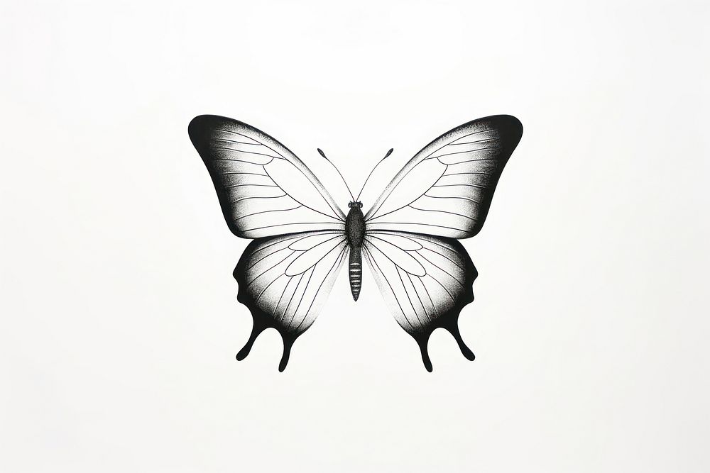 Butterfly butterfly drawing insect. AI generated Image by rawpixel.