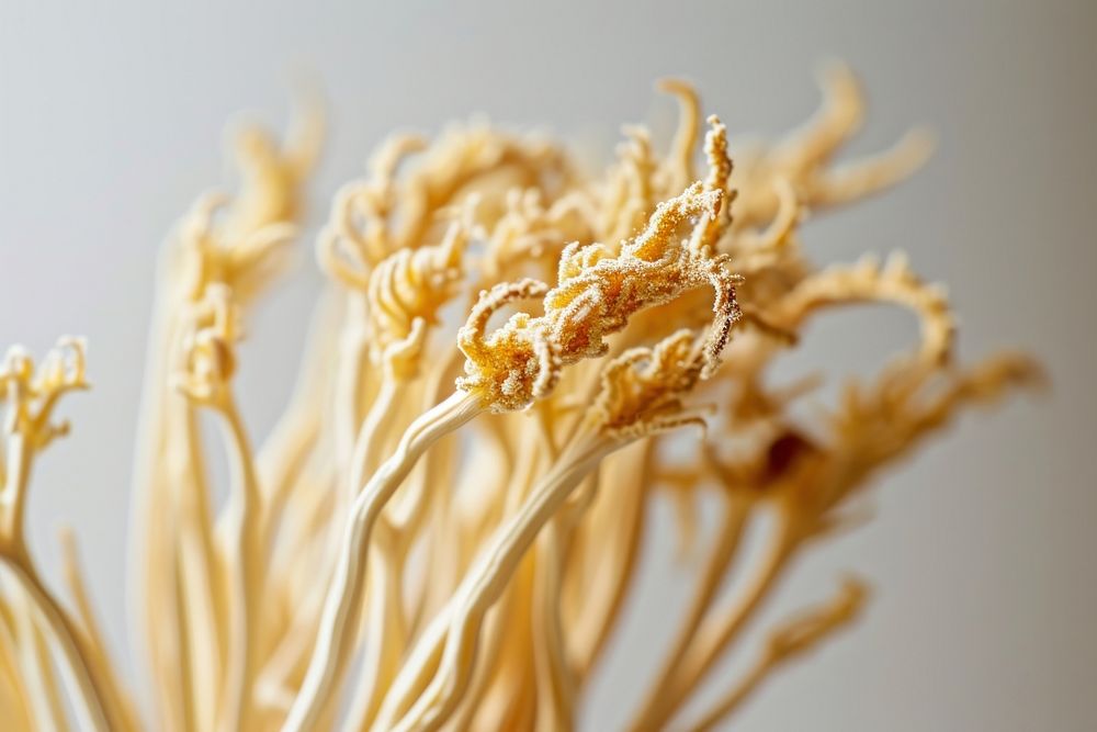 Cordyceps plant food ingredient. AI generated Image by rawpixel.