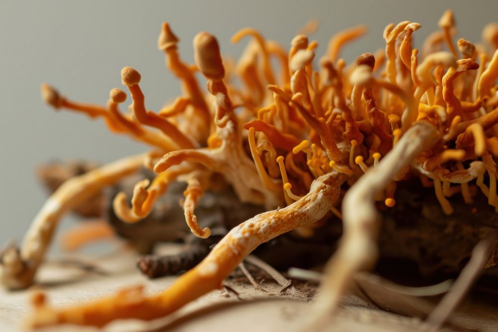 Cordyceps mushroom fungus plant. AI generated Image by rawpixel.