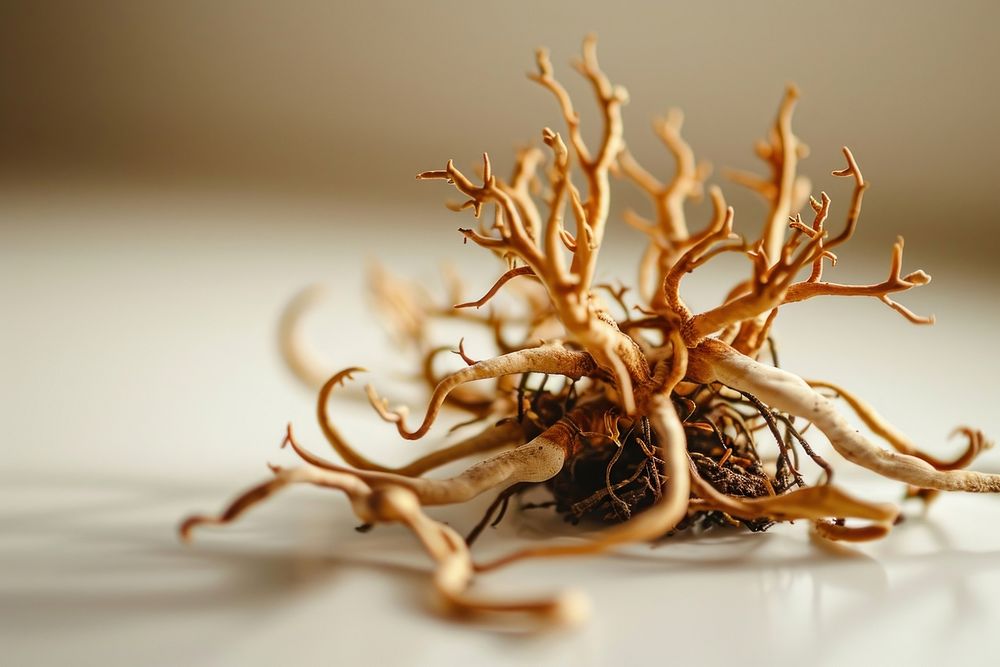 Cordyceps animal plant root. AI generated Image by rawpixel.