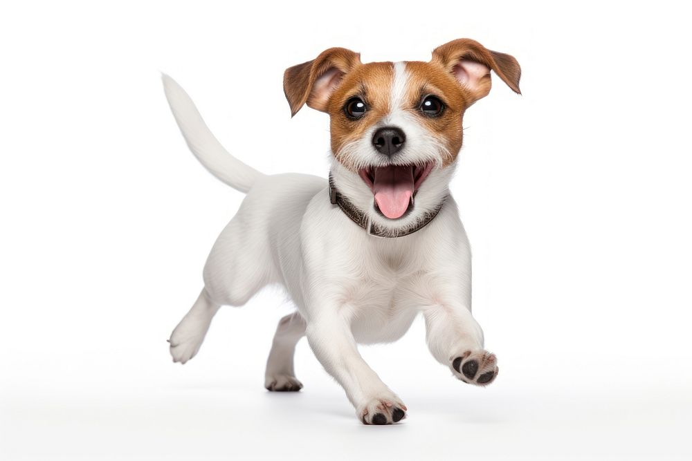 Jack Russell terrier dog mammal animal. AI generated Image by rawpixel.