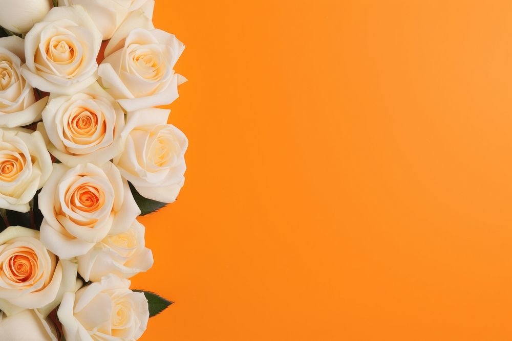 Orange roses flower white petal. AI generated Image by rawpixel.