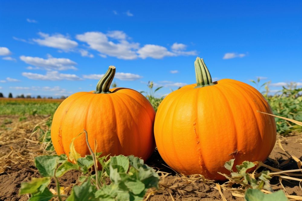 Pumpkin patch vegetable outdoors squash. AI generated Image by rawpixel.
