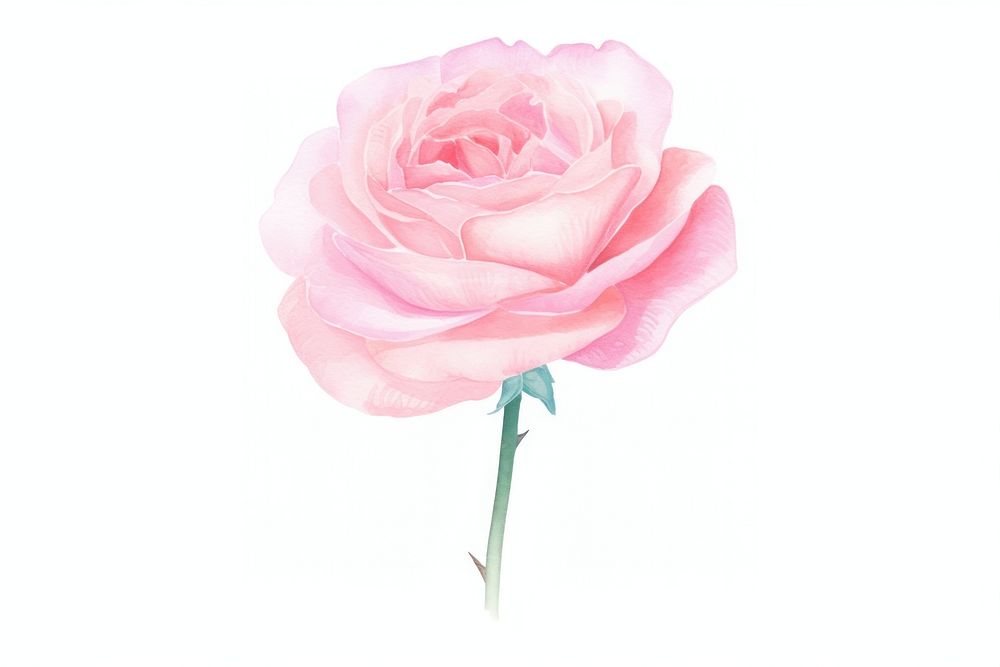 Pink rose flower petal plant. AI generated Image by rawpixel.