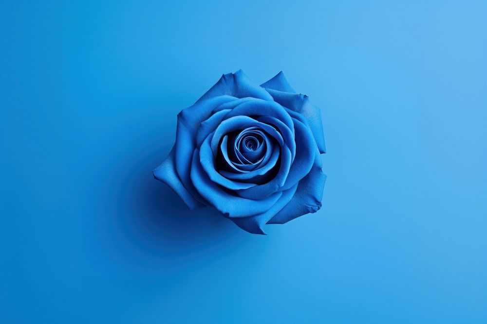 Blue rose flower plant blue background. AI generated Image by rawpixel.
