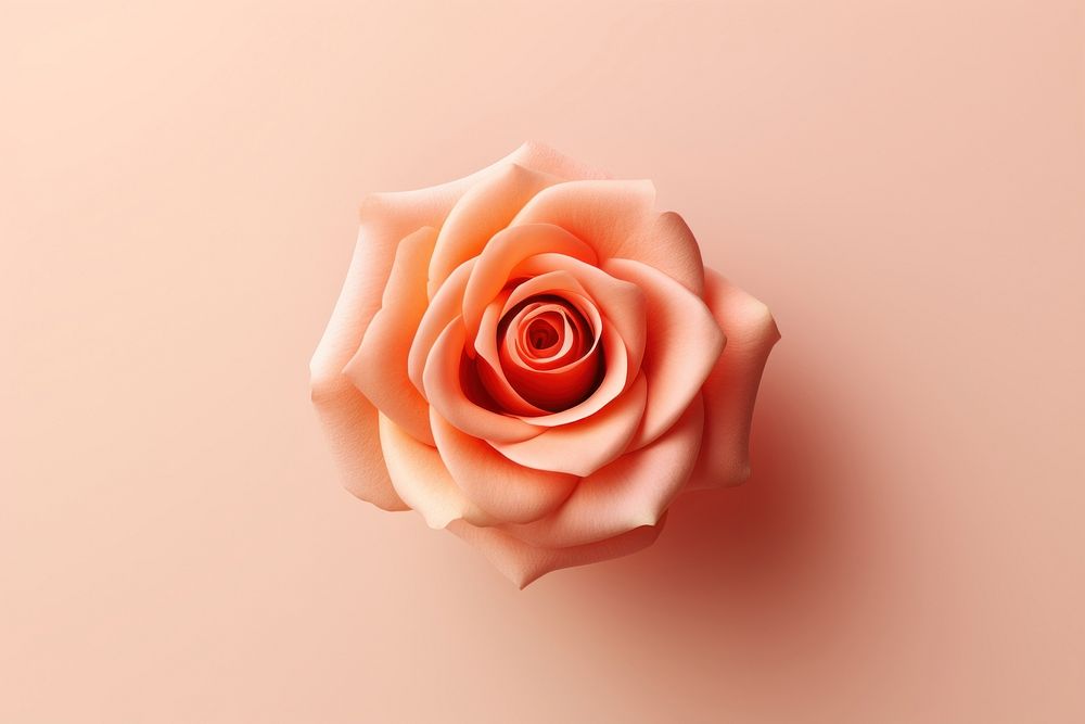 Peach rose flower petal plant. AI generated Image by rawpixel.