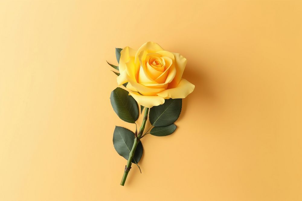 Yellow rose bouquet flower plant yellow background. AI generated Image by rawpixel.