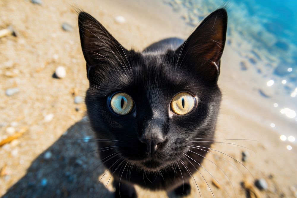 Black cat looking up at camera animal mammal pet. AI generated Image by rawpixel.