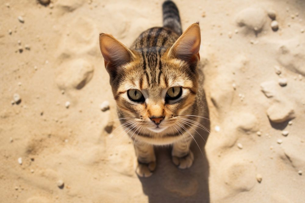 Cat looking up at camera outdoors animal mammal. AI generated Image by rawpixel.