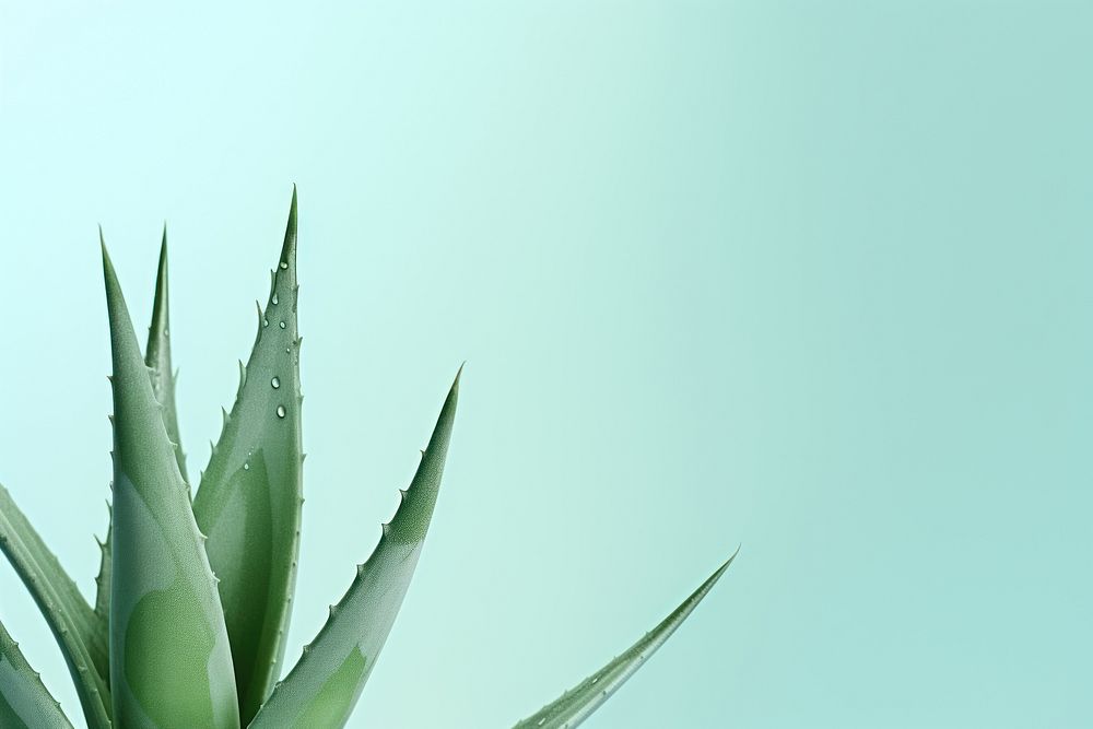Aloe vera backgrounds plant xanthorrhoeaceae. AI generated Image by rawpixel.