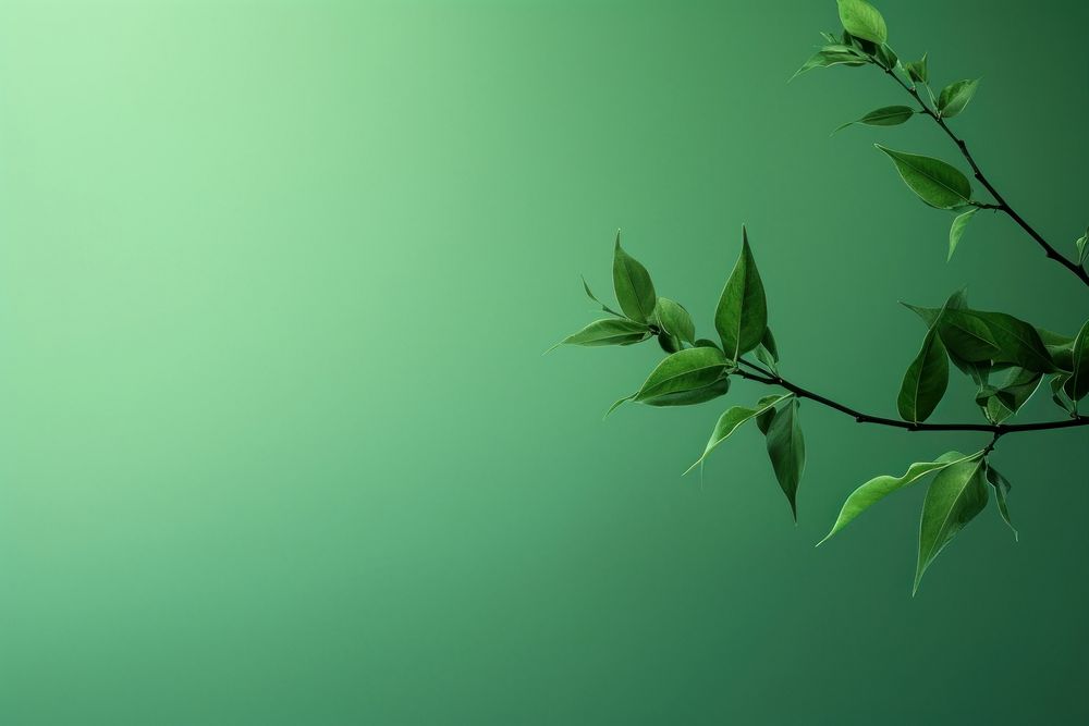 Minimal green background nature backgrounds outdoors. AI generated Image by rawpixel.