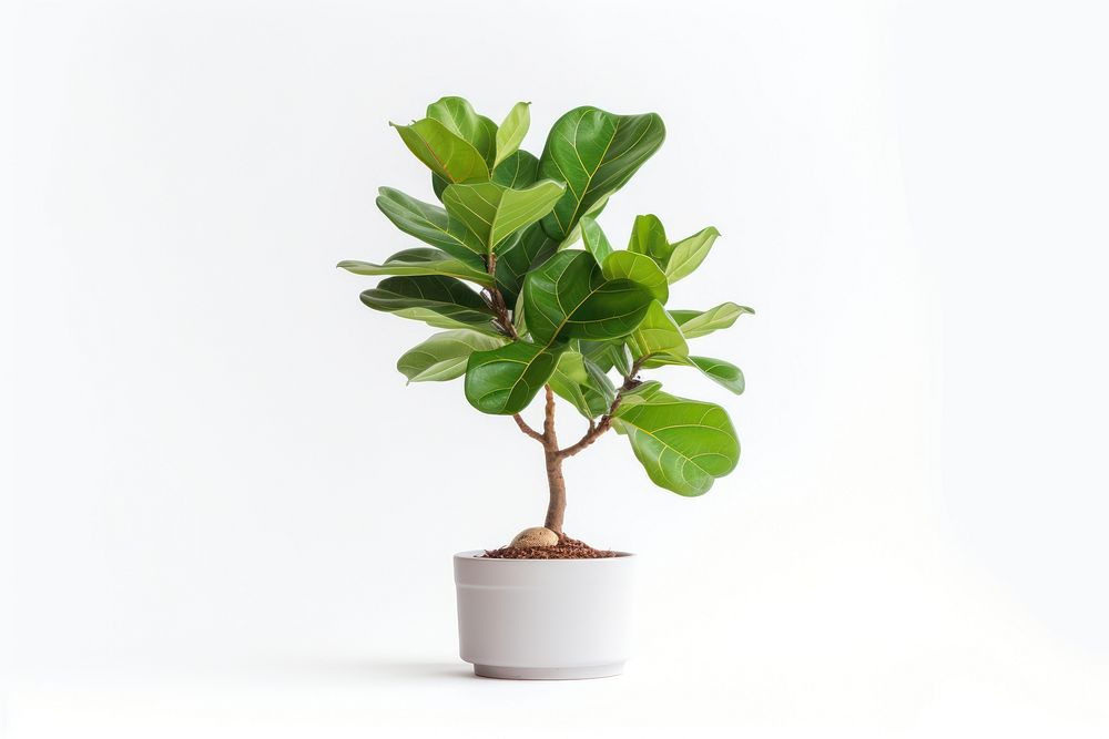 Bonsai leaf plant tree. AI generated Image by rawpixel.