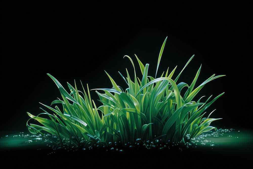 A subtle wide small grass isolated on clear solid background outdoors nature plant. AI generated Image by rawpixel.