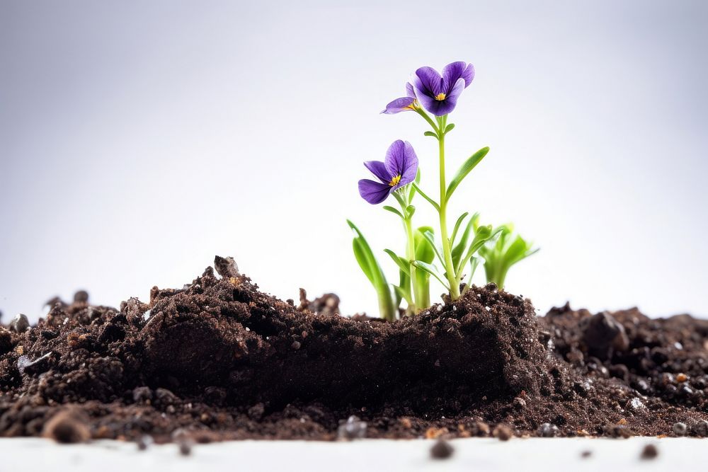 Flower soil outdoors plant. AI generated Image by rawpixel.