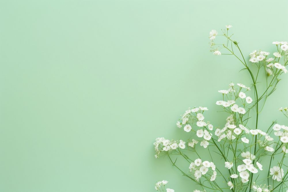 The delicate gypsophila flowers against the pastel green background backgrounds nature plant. AI generated Image by rawpixel.