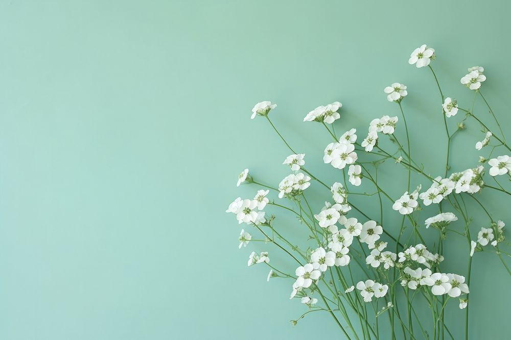 The delicate gypsophila flowers against the pastel green background backgrounds blossom nature. AI generated Image by…