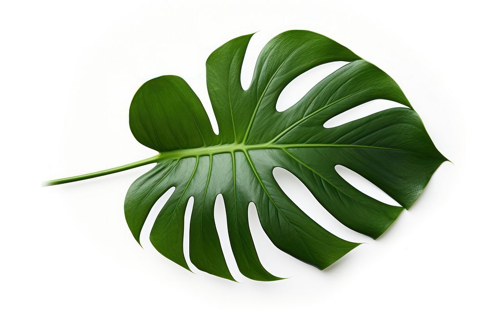Monstera leaves leaves plant leaf white background. AI generated Image by rawpixel.