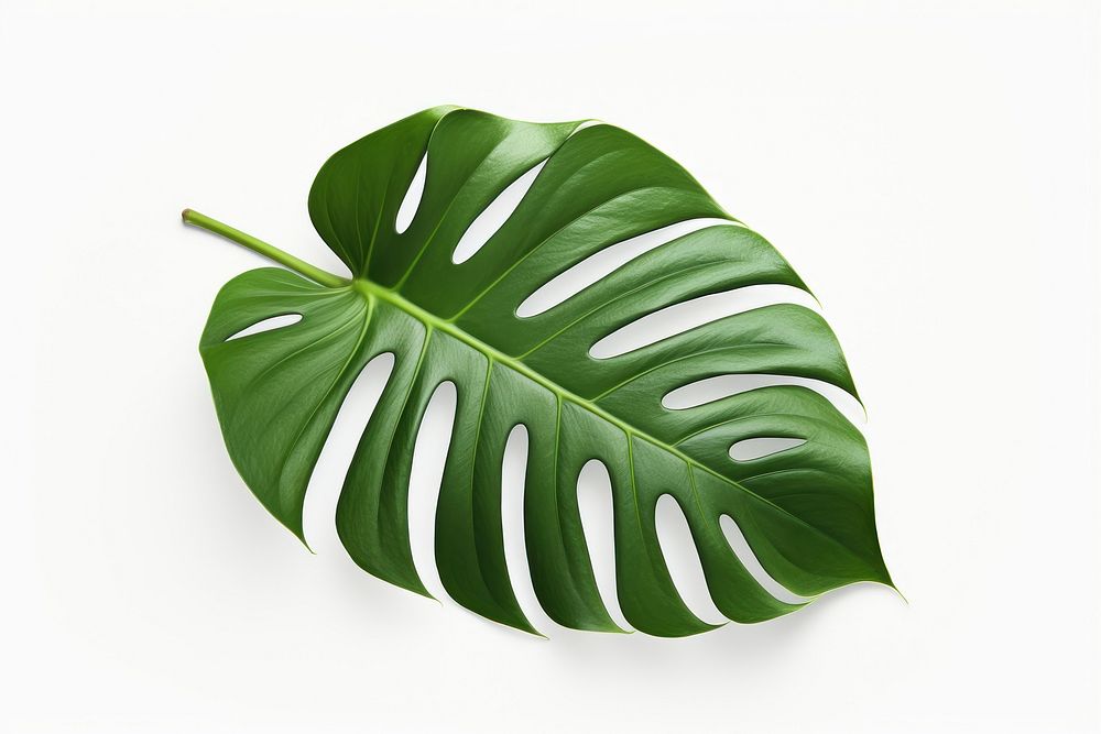 Monstera leaves leaves plant leaf white background. AI generated Image by rawpixel.