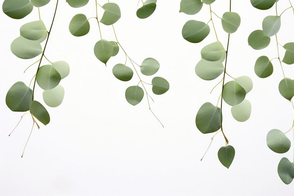 Art printing leaves pattern Eucalyptus backgrounds plant leaf. AI generated Image by rawpixel.