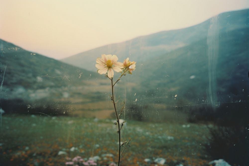 A flower in front of hills photography landscape outdoors. AI generated Image by rawpixel.