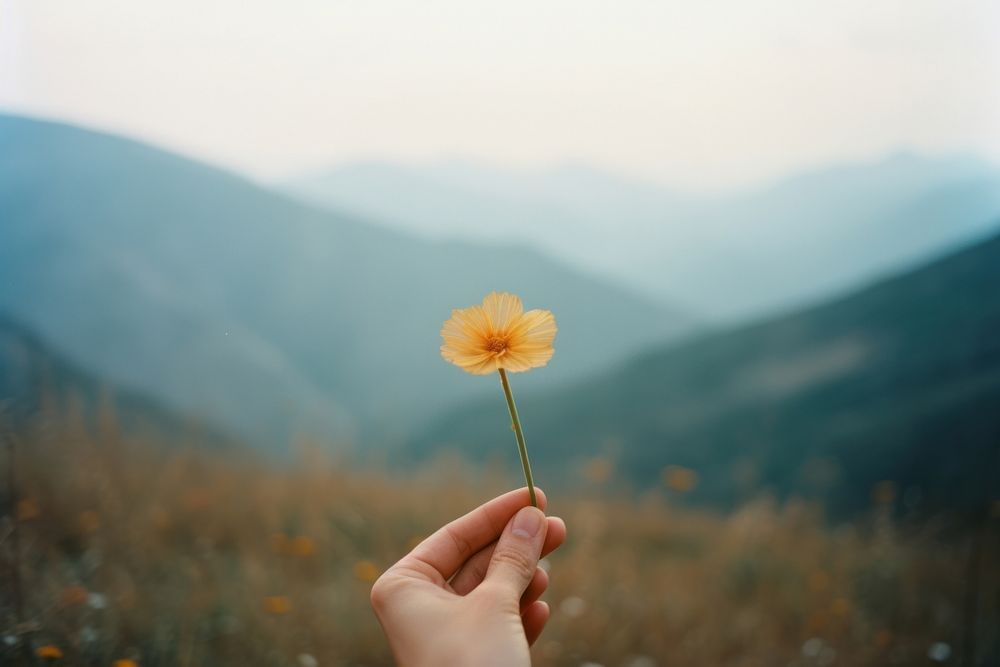 A person holding a flower in front of hills background photography landscape outdoors. AI generated Image by rawpixel.