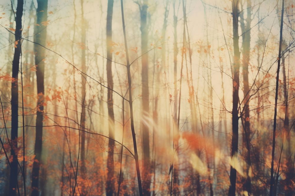 Autumn forests backgrounds sunlight outdoors. AI generated Image by rawpixel.
