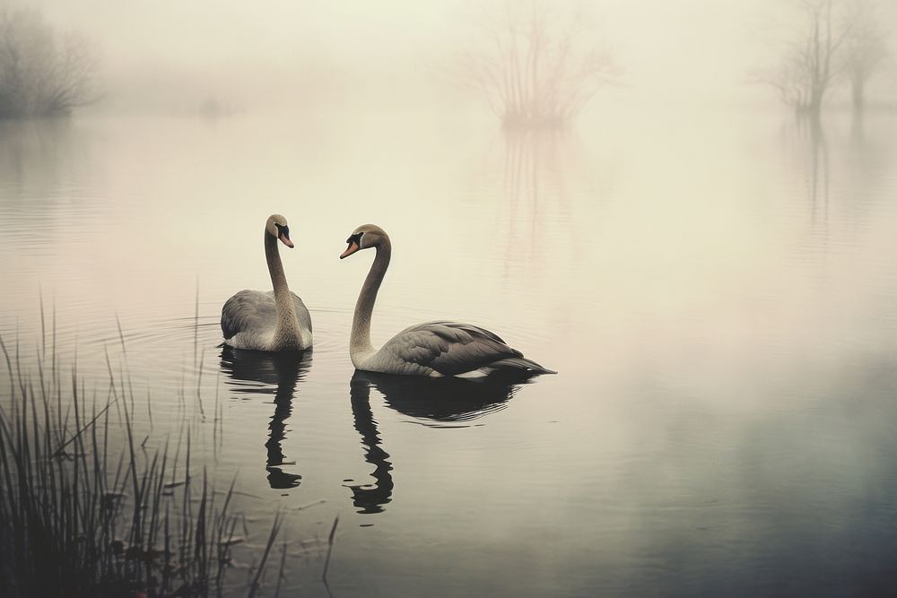 Couple of black swan with lake in background outdoors animal nature. AI generated Image by rawpixel.