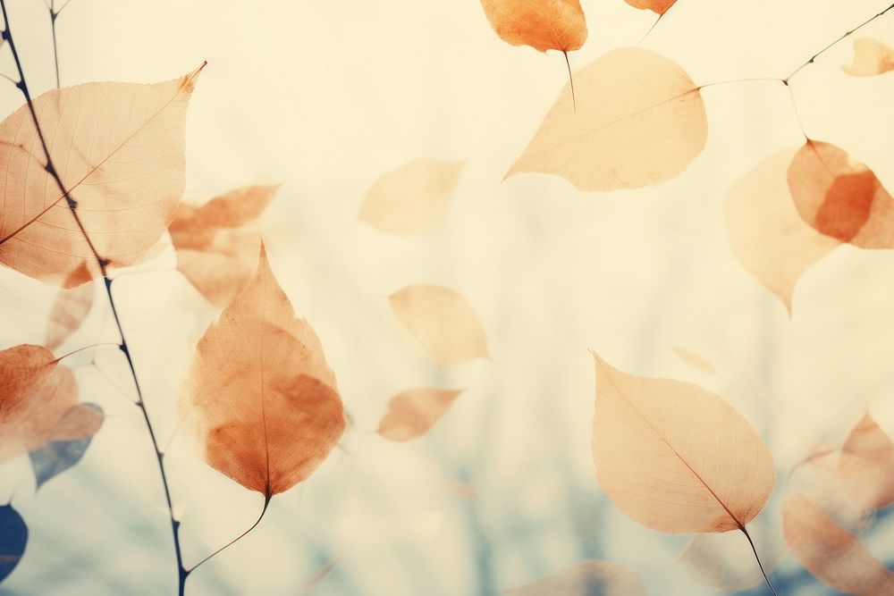 Dried leaves in fall season outdoors backgrounds nature. AI generated Image by rawpixel.
