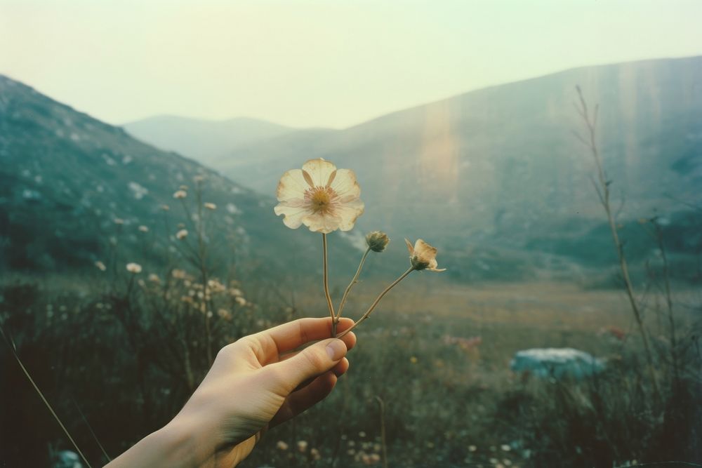 Hand holding flower front hills | Premium Photo - rawpixel