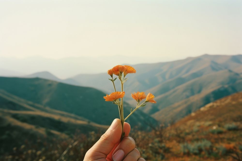 Hand holding a flower in front of hills photography landscape mountain. AI generated Image by rawpixel.