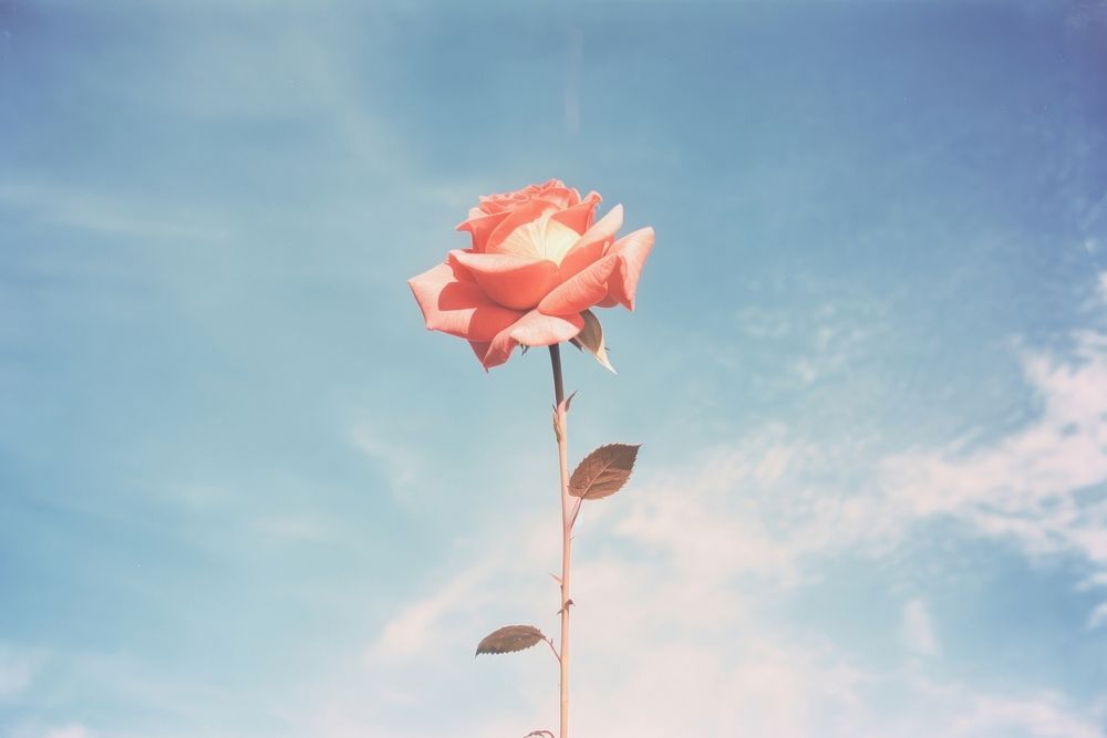 Rose with blue sky outdoors nature flower. AI generated Image by rawpixel.