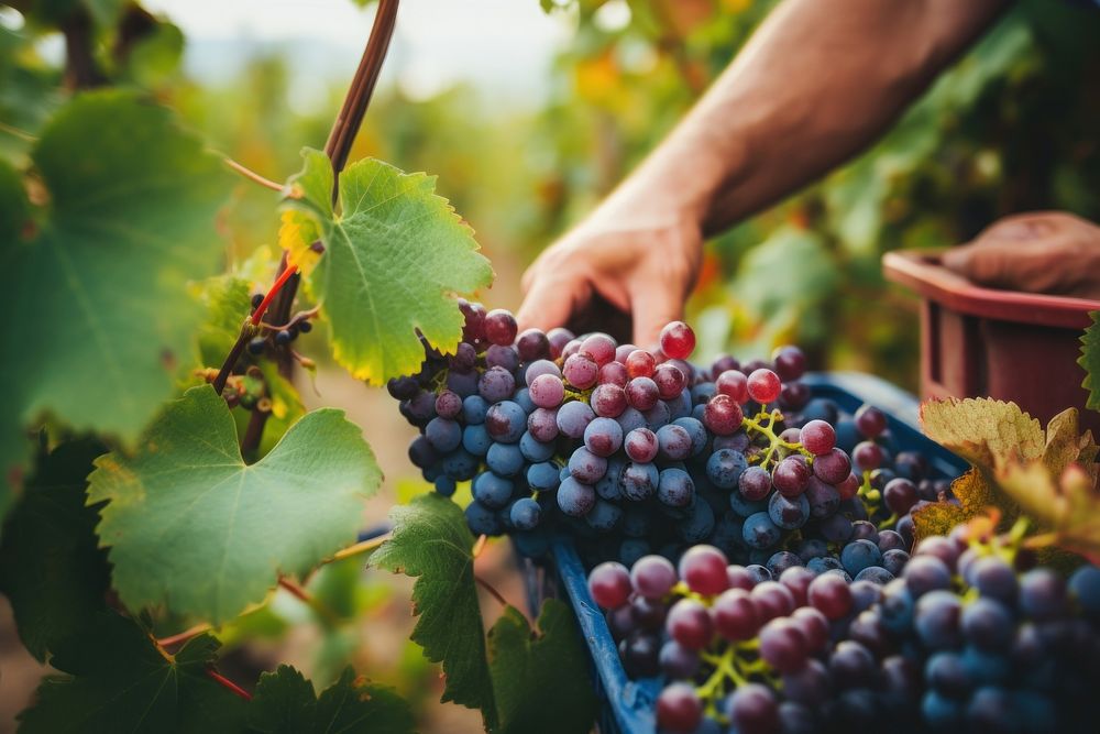 Farm vineyard outdoors picking. AI generated Image by rawpixel.