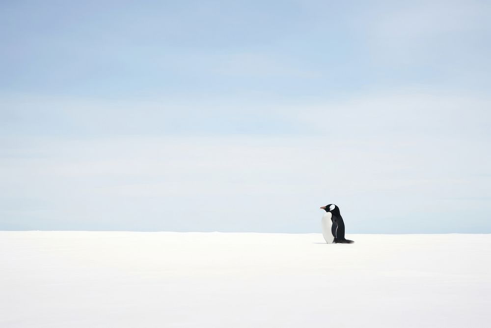 Penguin on snow landscape sky snowboarding. AI generated Image by rawpixel.